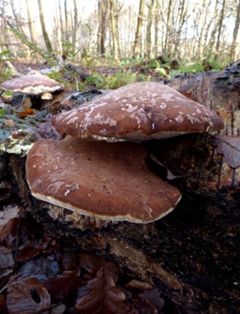 Mature brackets with brown upper surfaces on a fallen birch at Thorndon Country Park, Essex